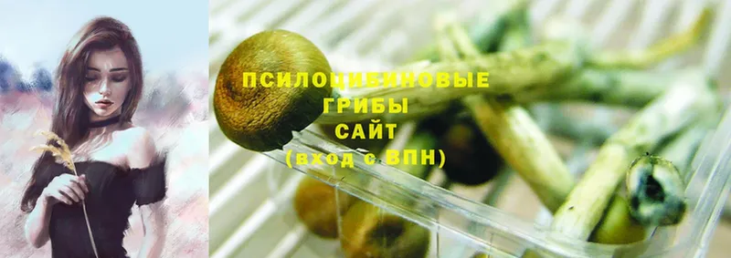 OMG маркетплейс  Белый  Галлюциногенные грибы Psilocybe 